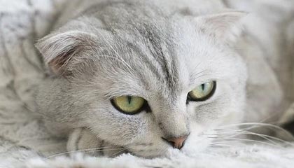 美少女成长计划结局,美少女成长计划结局大全