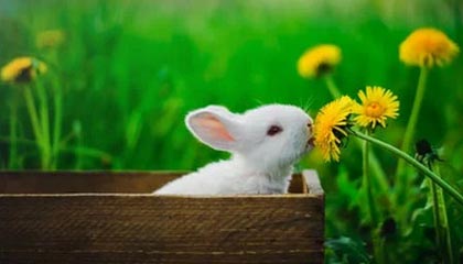 小妲己直播，小妲己直播现在更名是什么?